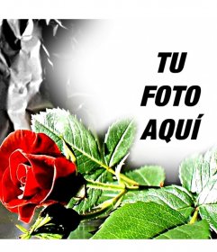 Marcos Para Fotos De Rosas Rojas