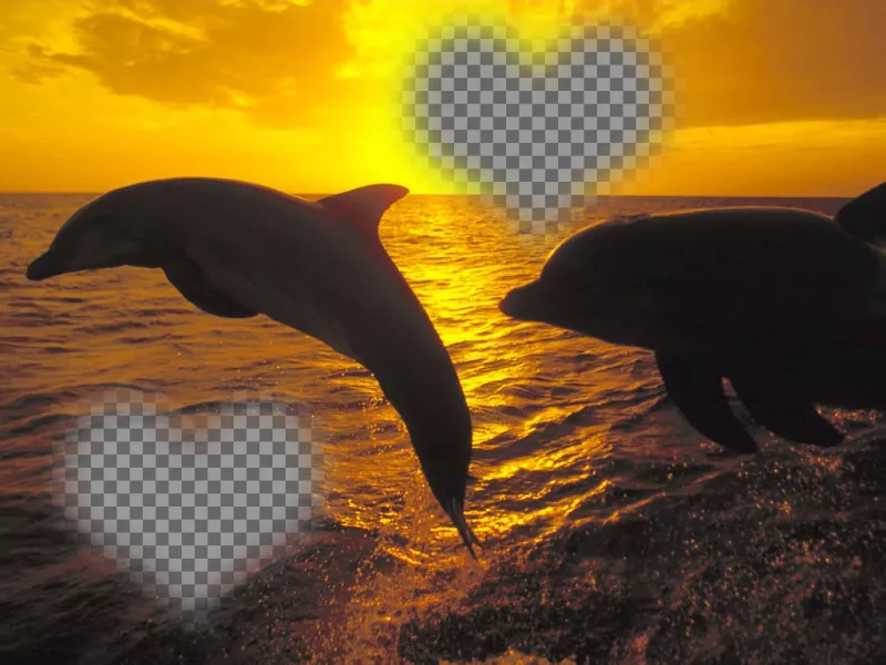 Collage para dos fotos en forma de corazón y delfines saltando. ..