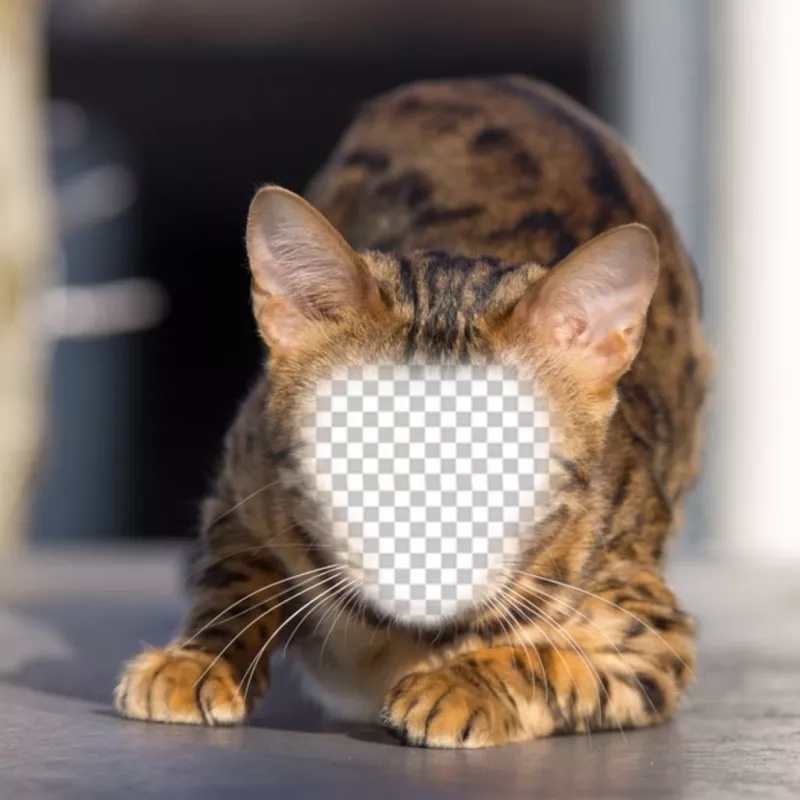 Fotomontaje de un gato montes para poner tu cara y convertirte en un híbrido felino ..