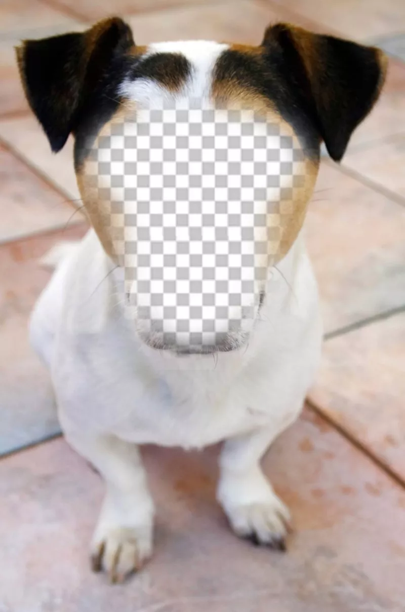 Fotomontaje de un perro en el que colocar tu cara y gratis ..
