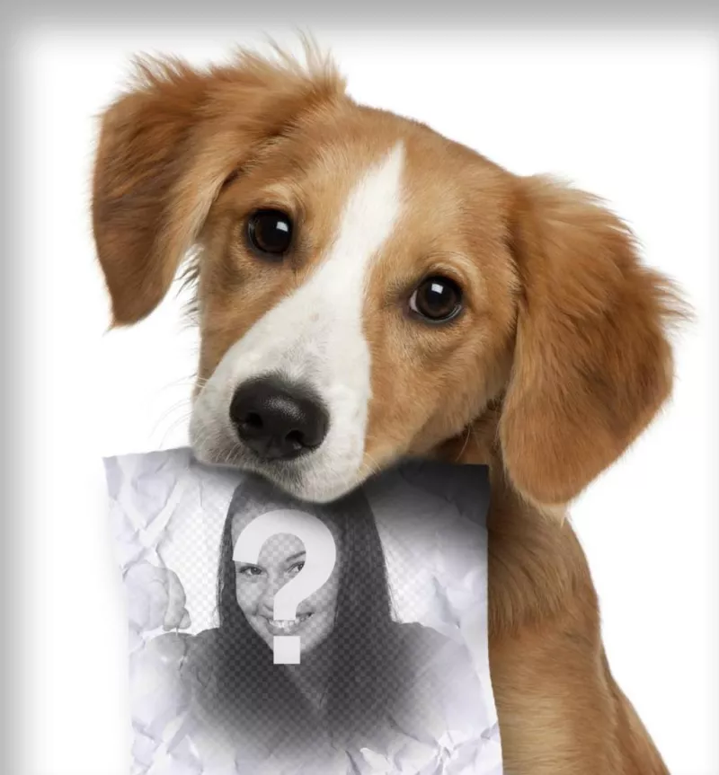 Fotomontaje con un perro cachorro triste en busca de su amo que tiene un papel en la boca donde puedes subir una..