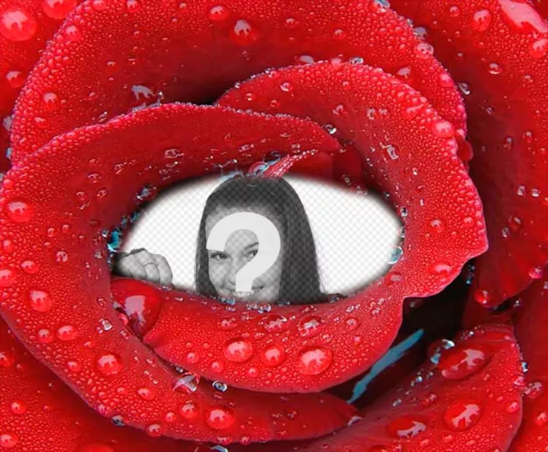 Fotomontaje con foto encerrada dentro de una rosa fresca. ..