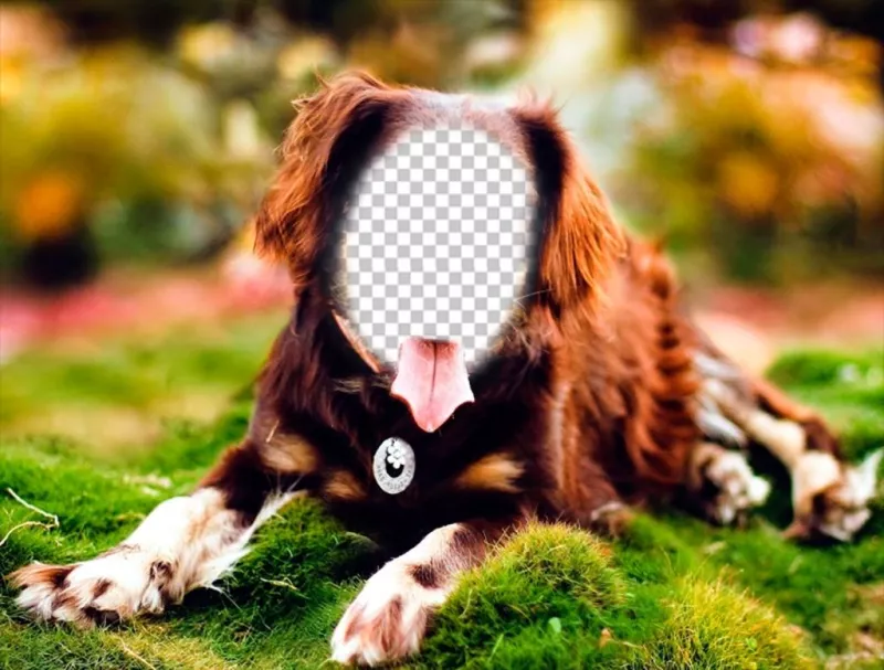 Pon tu cara en un perro posando con este fotomontaje online ..