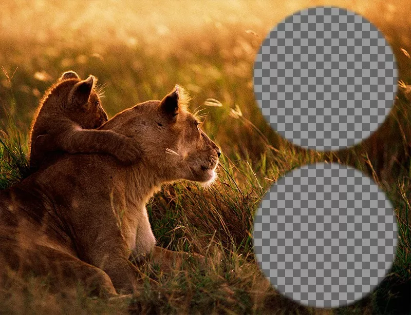 Collage de dos fotos con una leona y su cachorro. ..