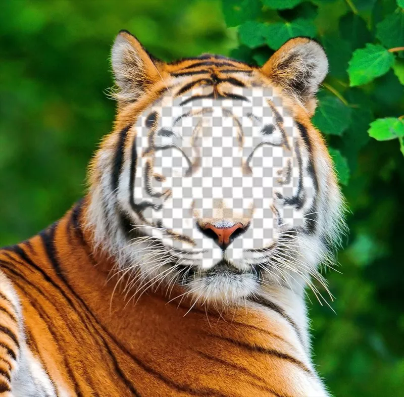 Fotomontaje de un tigre para subir tu foto en su cara ..
