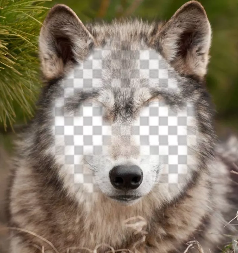 Pon tu cara en la de un lobo con este fotomontaje gratis  ..