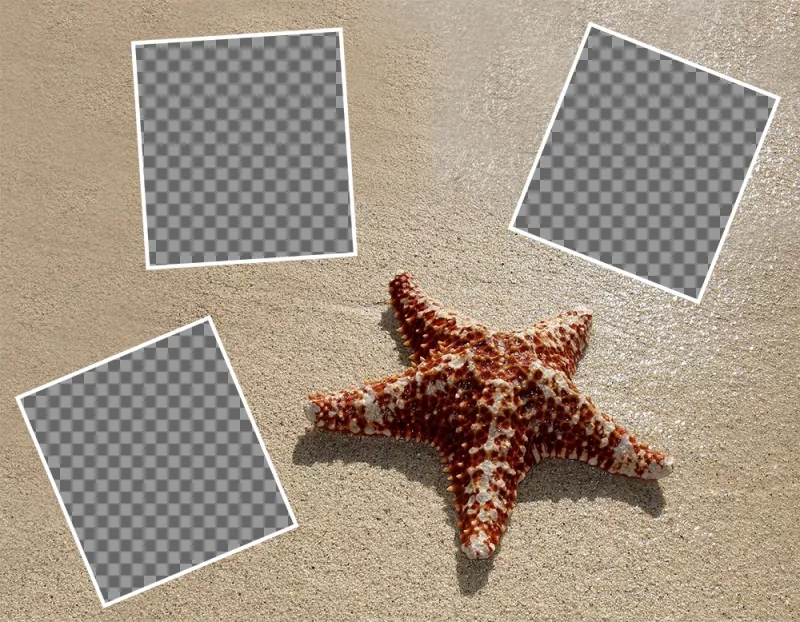 Collage para editar con tres fotos con una estrella de mar y gratis ..
