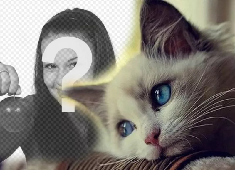 Montaje con un tierno gato de ojos azules para añadir tu foto ..