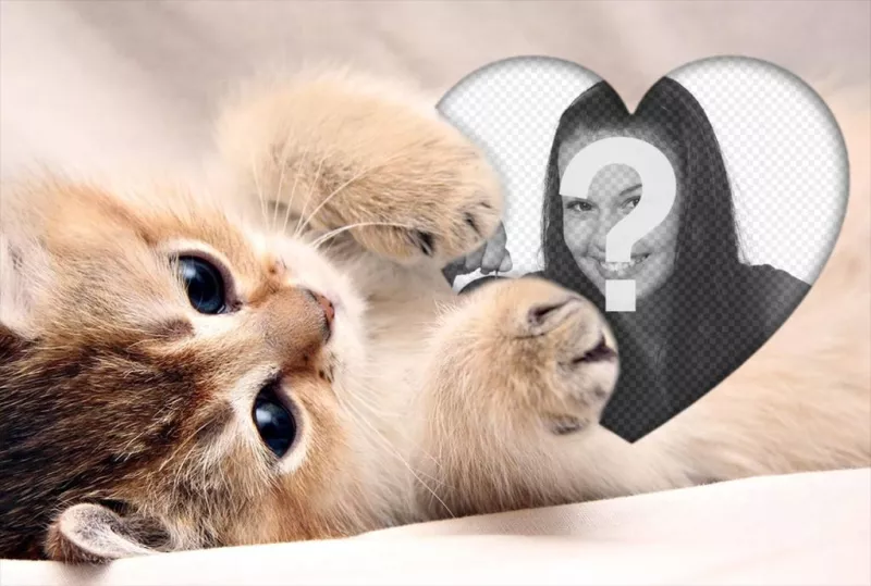 Tierno fotomontaje de un gatito abrazando un corazón para añadir tu foto ..