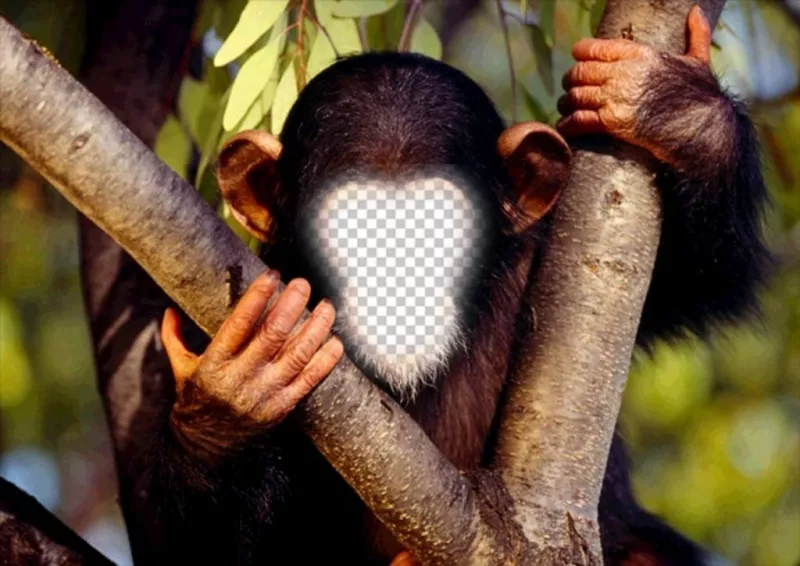 Fotomontaje divertido para poner tu cara a un mono ..