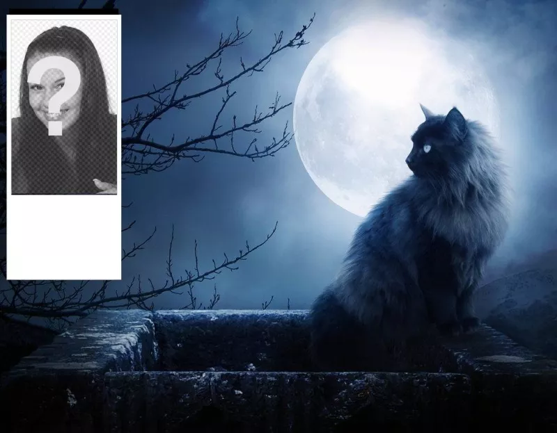 Fondo personalizado para twitter de gato negro y noche con luna. Personalizalo con tu foto..