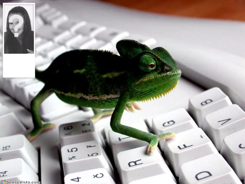 Fondo para twitter con imagen de camaleón en un teclado. Personalizalo con tu foto en el..