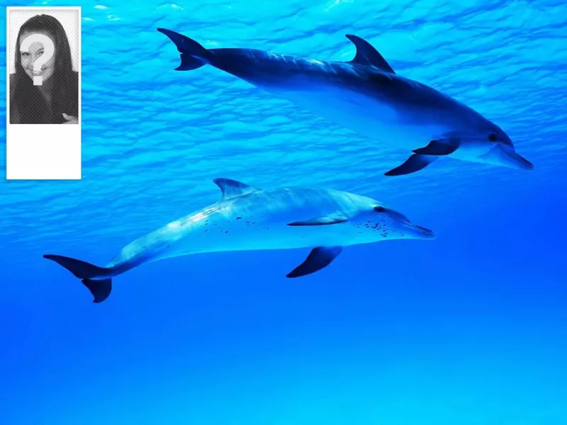 Fondo para Twitter con delfines en el océano, personalizable con tu propia..
