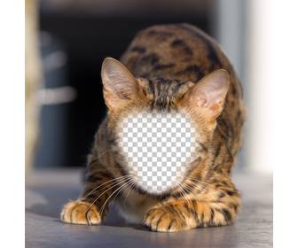 fotomontaje un gato montes poner cara convertirte un hibrido felino