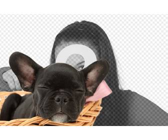 anade perrito negro bulldog imagenes personalizarlas texto