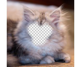 fotomontaje convertirte un gato persa blanco gris foto