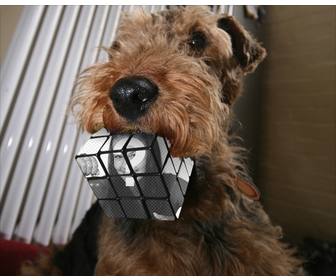 fotomontaje cubo rubick mordido un perro sube foto crea efecto