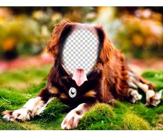 pon cara un perro posando fotomontaje online