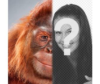 foto montaje mitad imagen convertida  cara un orangutan