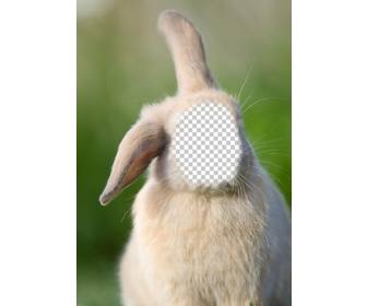fotomontaje online cara cuerpo un conejo