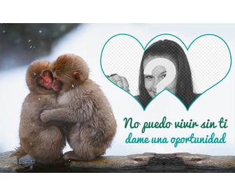 collage amor macacos