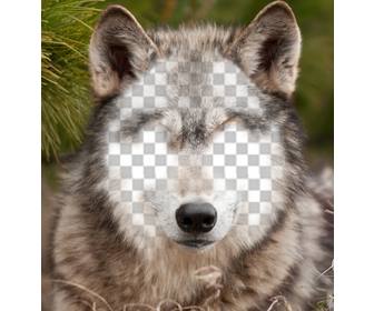 pon cara un lobo fotomontaje gratis