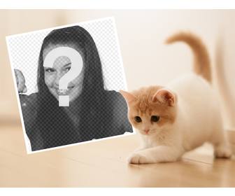 fotomontaje un tierno gatito subir foto favorita