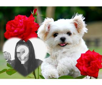 montaje amor un lindo cachorro flores rosas anadir foto
