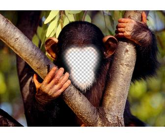 fotomontaje divertido poner cara un mono