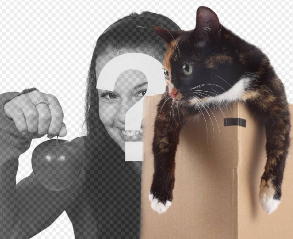 Fotomontaje para poner una gatita en una caja en una de tus..