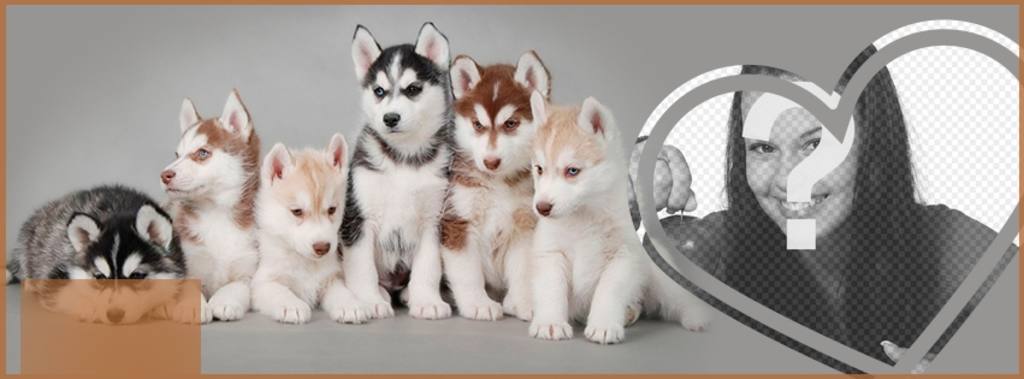 Personaliza tu portada de perfil de Facebook con tu foto y cachorros husky. ..