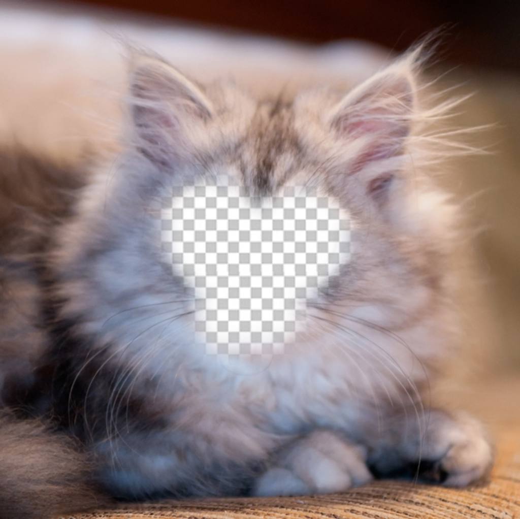 Fotomontaje para convertirte en un gato persa blanco y gris con tu foto ..