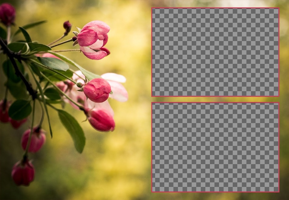 Collage de primavera para dos fotografías con tulipanes rosas en flor. ..