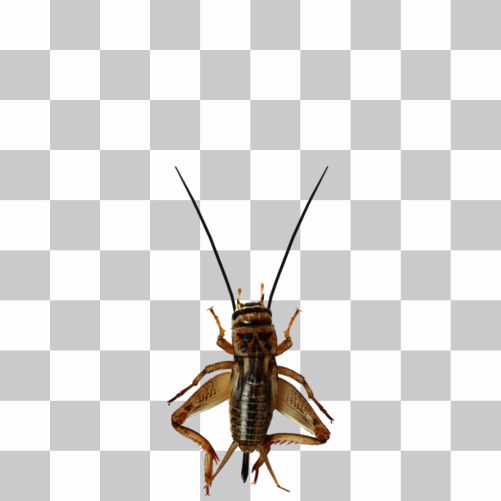 Insecto con antenas y patas largas para aplicar en tus fotografías. ..