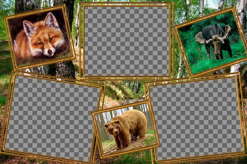 Collage de animales para editar con tres fotos tuyas. ..