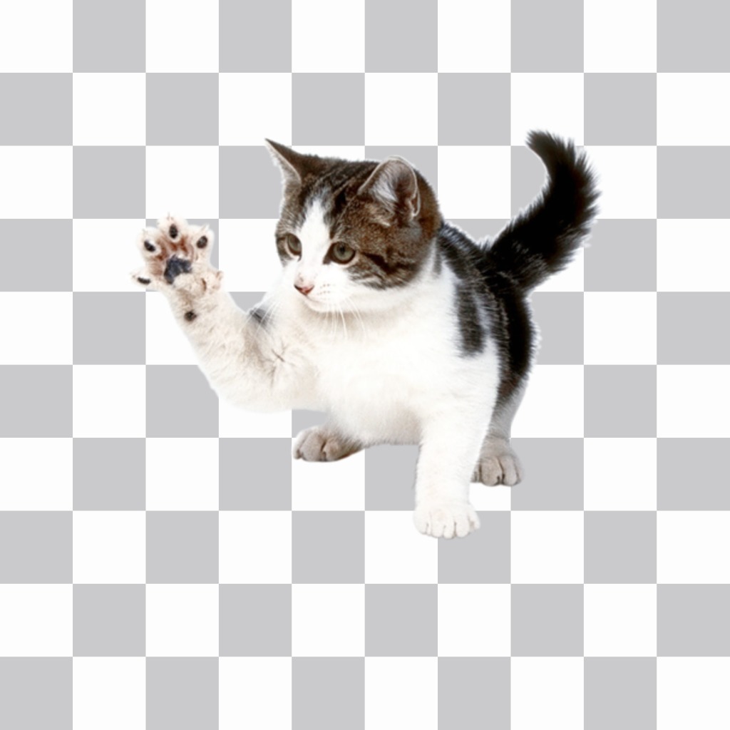 Sticker de gato arañando para poner en tus fotos online. ..