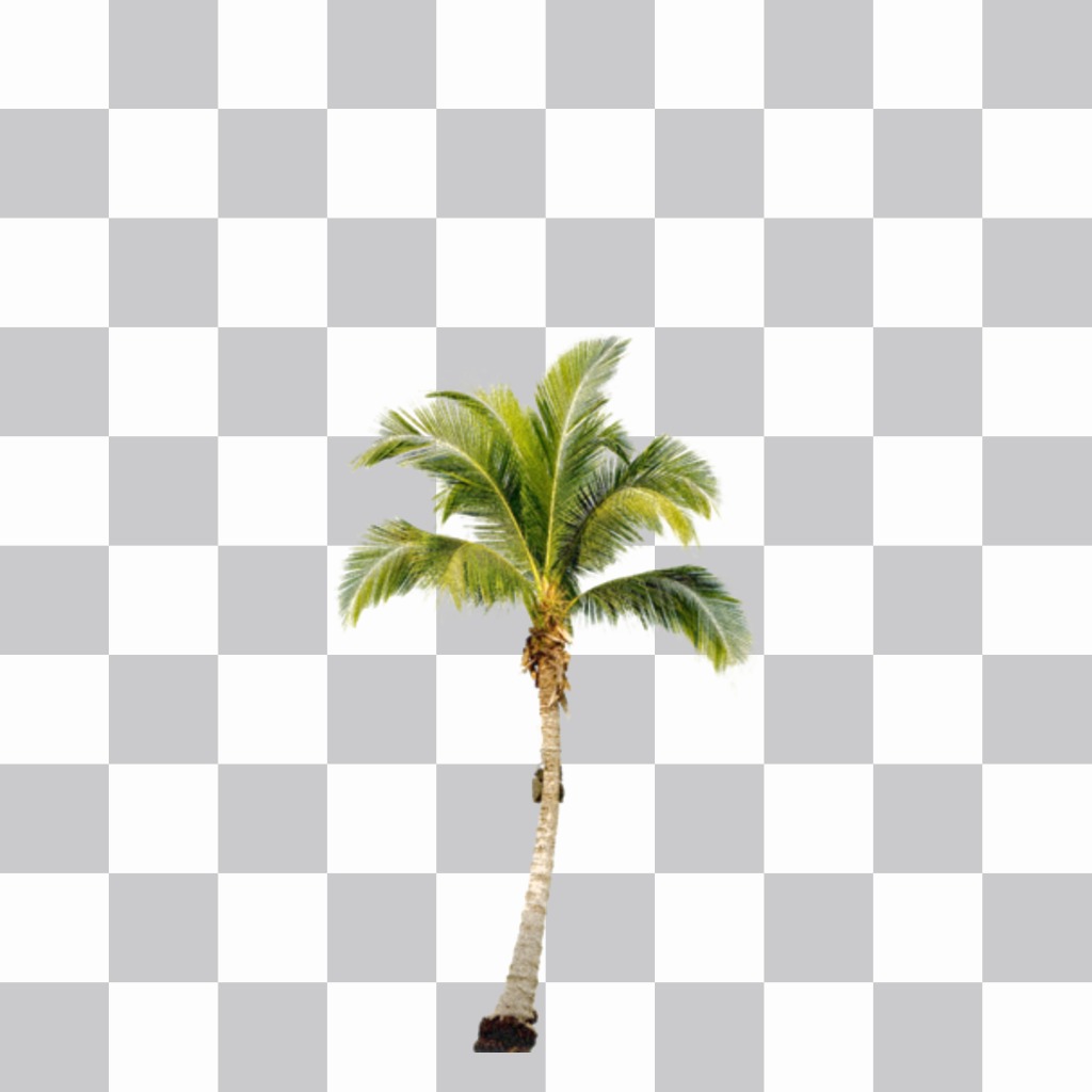 Pon una palmera en tus fotos y crea un efecto que estás en una playa del Caribe. ..