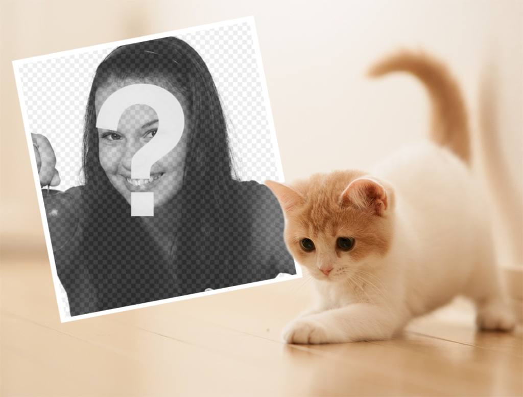 Fotomontaje con un tierno gatito para subir tu foto favorita ..