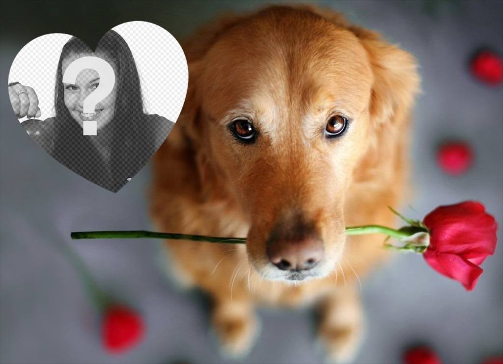 Romántico foto efecto con un perro y una rosa para añadir tu foto ..