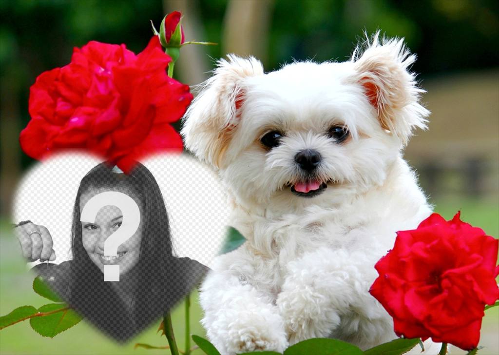 Montaje de amor con un lindo cachorro y flores rosas para añadir tu foto ..