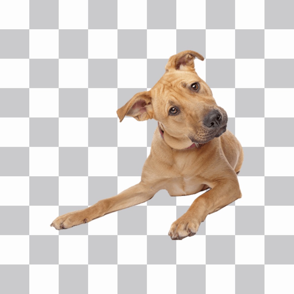 Sticker de un perro juguetón para pegar en tus fotos y decorarlas ..