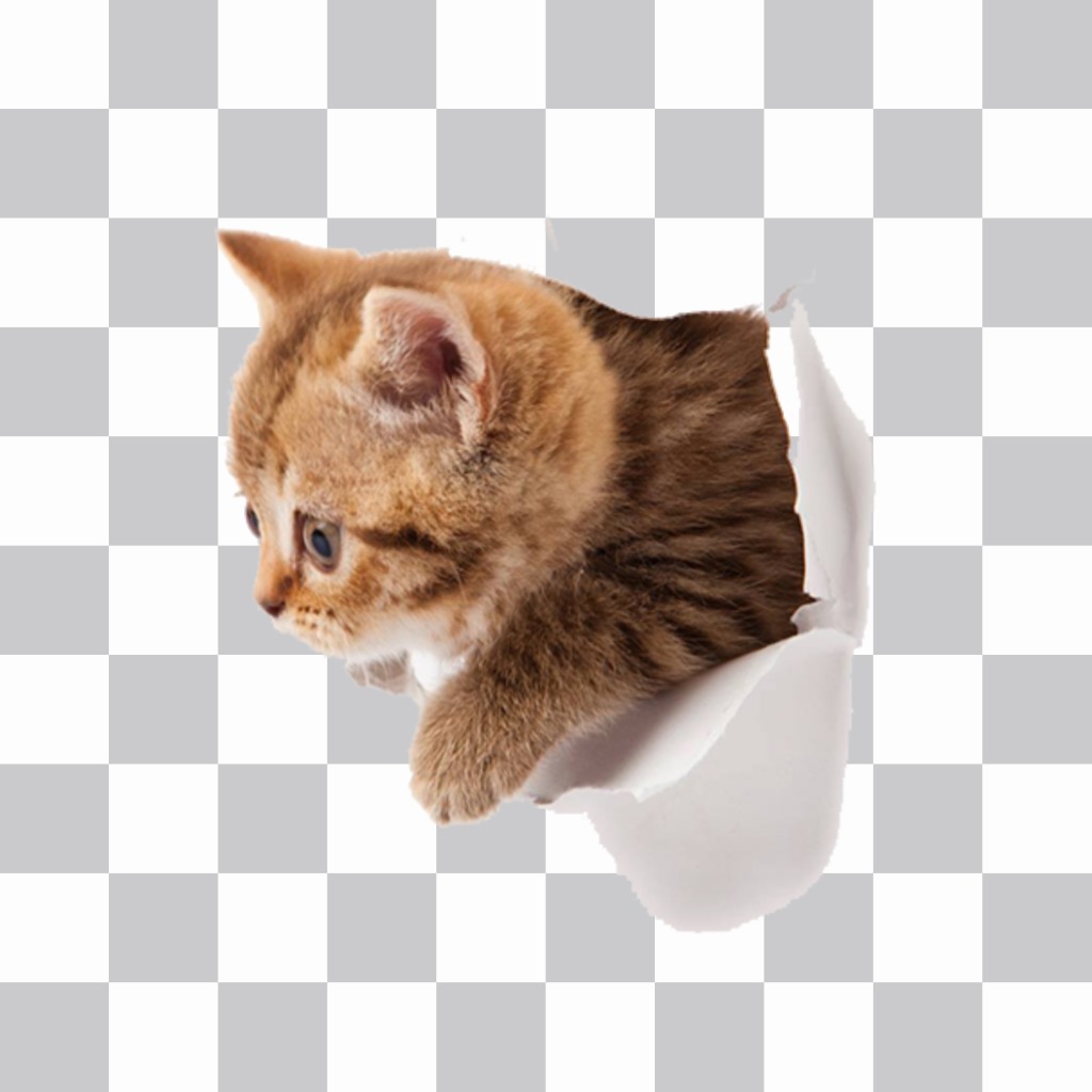 Sticker de un gatito con efecto de que está saliendo de tu foto. ..