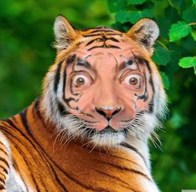 fotomontaje un tigre subir foto cara