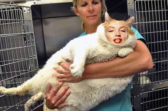fotomontaje un gato gordo ponerle cara online