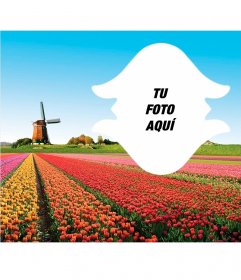 Postal de Holanda con tulipanes 