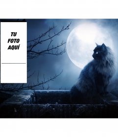 Fondo personalizado para twitter de gato negro y noche con luna