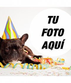 Fotomontaje de Cumpleaños con un perro para tu foto 