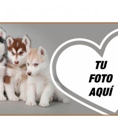 Personaliza tu portada de perfil de Facebook con tu foto y cachorros husky  - Fotoefectos