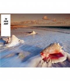 Fondo para tu cuenta de twitter de caracolas en la playa