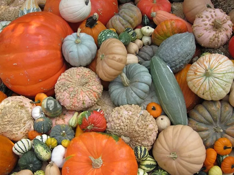 Esconde tu foto entre estas calabazas y comparte con tus amigos ..